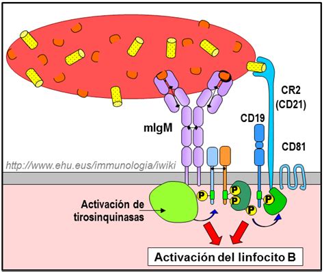 Introducción a la inmunología