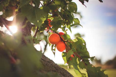 Apricots Health Benefits