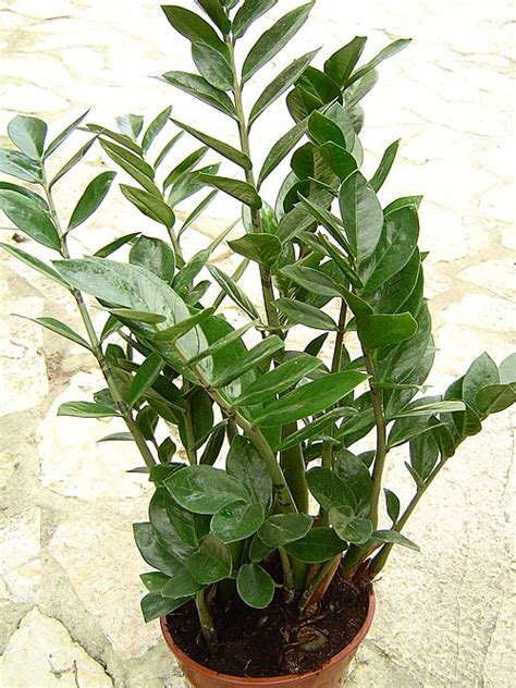 Zamioculcas zamiifolia – Hortipendium