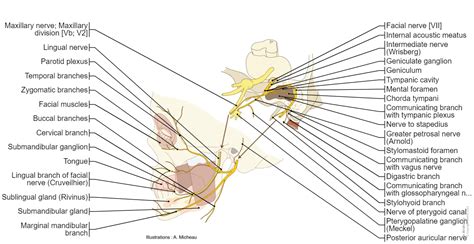 Ophthalmic Nerve Diagram