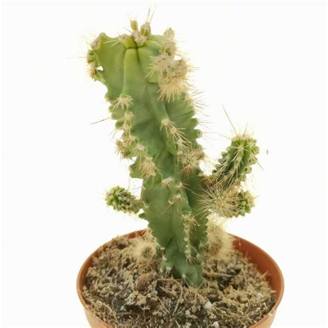 Neobuxbaumia Euphorbioides F Mostruosa Cm Cactaceae Giromagi