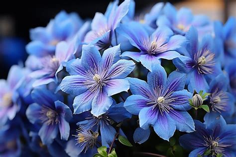 Premium AI Image | Blue Clematis