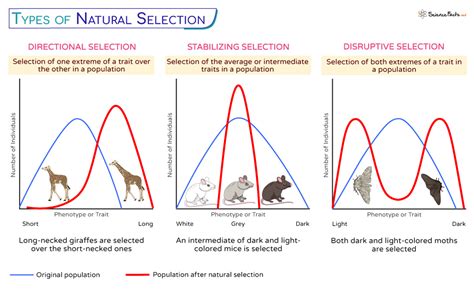 Natural Selection Definition Principles Process Types Examples