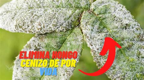 Fungicida Para Eliminar Hongos En Tus Plantas Hongos Plantas Youtube