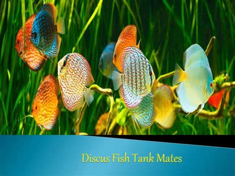 Discus fish tank mates | PPT