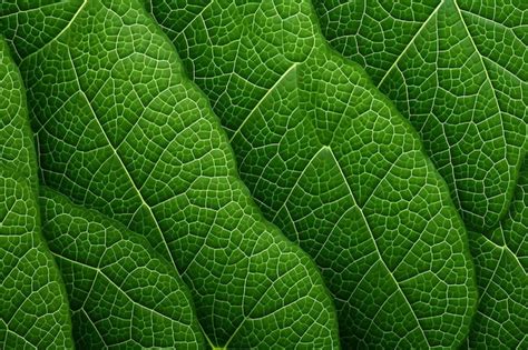 Premium AI Image Leaf Texture Background