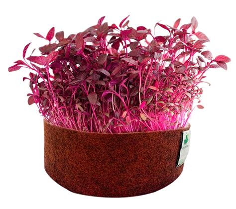 Sow And Grow Red Amaranth Lal Saag Microgreen Seeds 150g Best