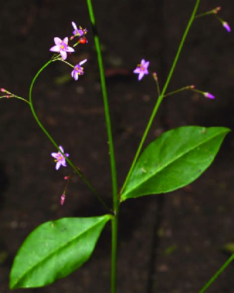 Inflorescence Of Talinum Paniculatum Jacq Gaertn Picture By Neil