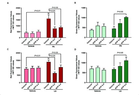 Effects Of NTP On Mitochondrial Turnover In HepG2 Cells