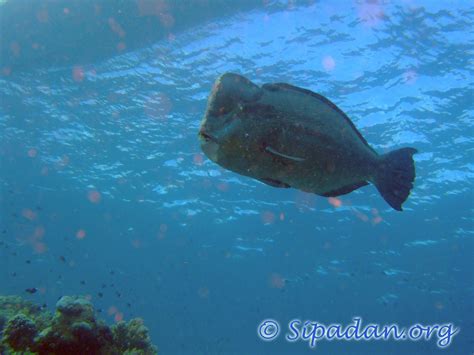 Sipadan : Bumphead parrotfish