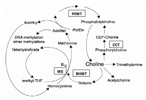 2 Interrelationship Of Choline With Betaine Folate Vitamin B 12 Download Scientific