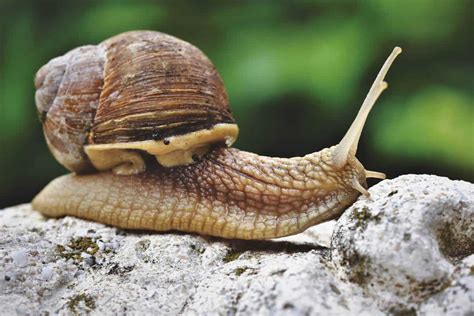 9 Unique Characteristics Of Mollusks Wildlife Informer