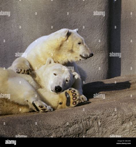 Animals - London Zoo - Regent's Park, London Stock Photo - Alamy