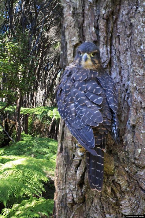 New Zealand Falcon - Geographic Media