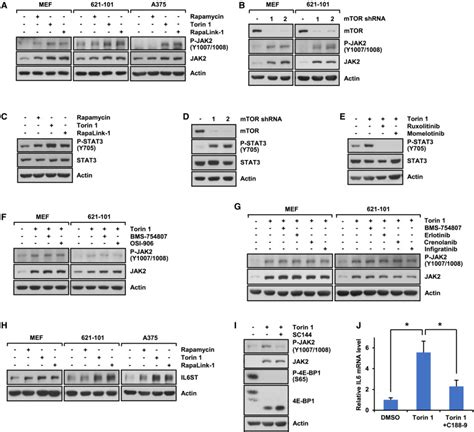 MTOR Inhibition Reprograms Cellular Proteostasis By Regulating EIF3D