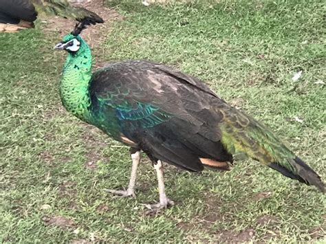 How To Buy A Peacock Peacocks UK