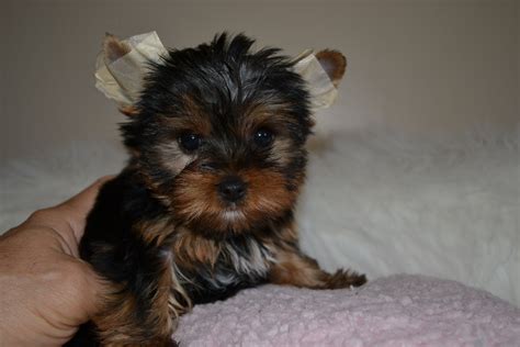 Akc Yorkie Puppies For Sale In Tn Northshore Yorkshire Terriers