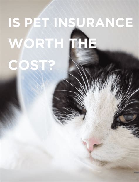 Is buying pet insurance worth the cost? - Equipaws Pet Services