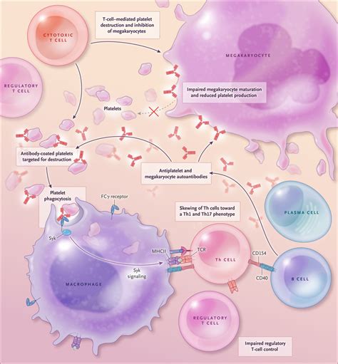 Idiopathic Thrombocytopenic Purpura Diagram