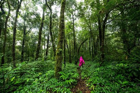 Hiking in Rain forest 1318679 Stock Photo at Vecteezy