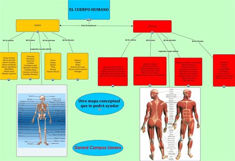 Huesos Y Musculos M Sculos Del Cuerpo Humano Musculos Del Cuerpo