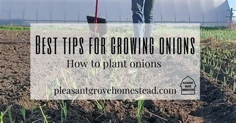 Best tips for growing onions: How to plant onions