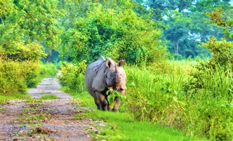 Now Explore Kaziranga on Boats and Cycles | Kaziranga Boat Safari