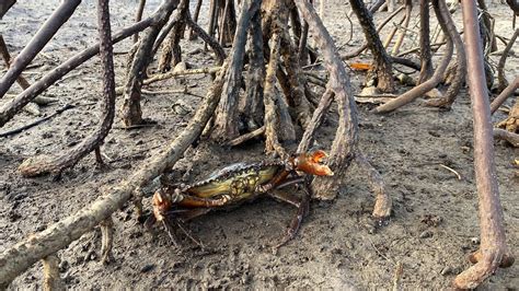 Wow So Big Crab Trap Crab After Low Tide Amazing Youtube