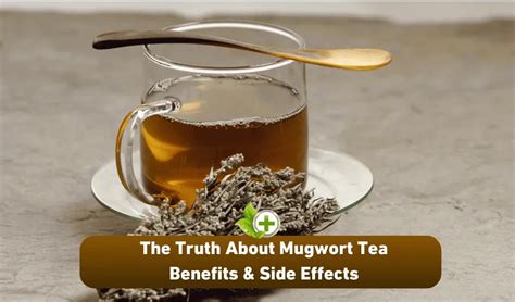 The Truth About Mugwort Tea Benefits And Side Effects Ulti Health Guide