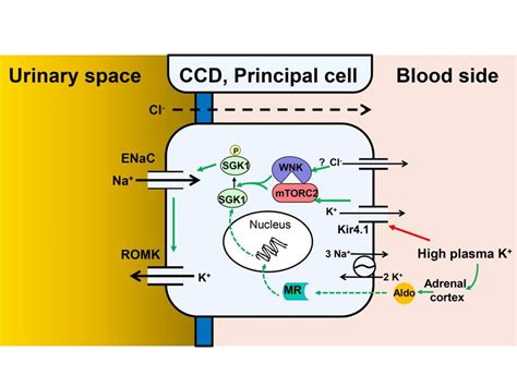 Model Of Na And K Transport Regulation By Local And Systemic K