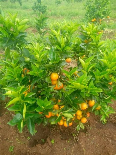 Lemon Fruit Farming In Kenya Oxfarm Organic Ltd