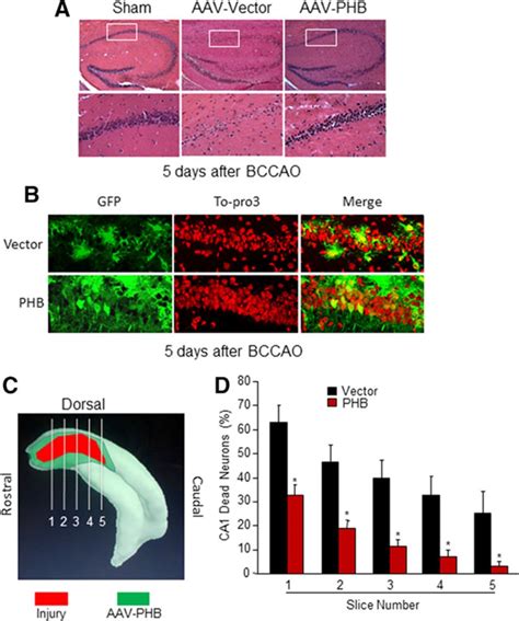 Prohibitin Viral Gene Transfer Protects Hippocampal Ca1 Neurons From