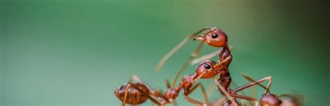 How Big Are Fire Ants? Everything You Need to Know - Pest Control Zone