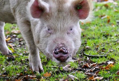 Pannage Pigs Eating Fruits Forest On Editorial Stock Photo Stock