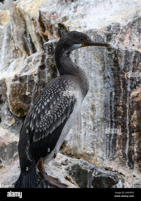 Juvenile Cormorant Hi Res Stock Photography And Images Alamy