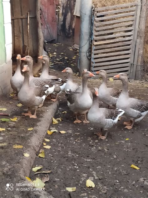 Продам серых гусей