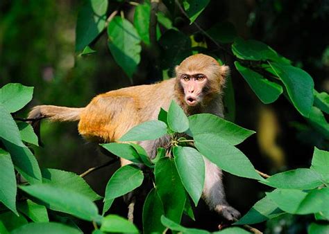 20+ Monkey Chatter Stock Photos, Pictures & Royalty-Free Images - iStock