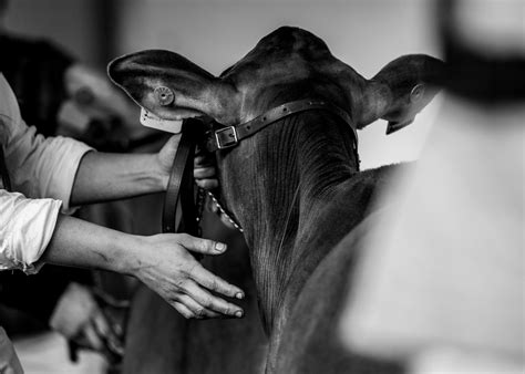 Shocking Truth Behind Is Organic Formula Shop Legit Or A Scam - RYZE Superfoods