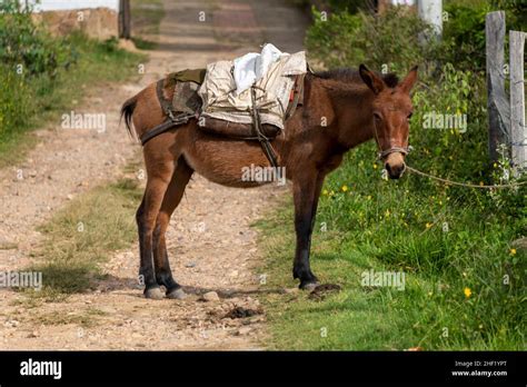 Mula colombiana hi-res stock photography and images - Alamy