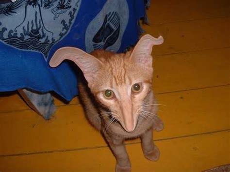 Second Life Forums Archive What The Fuck Is A Yiff Page