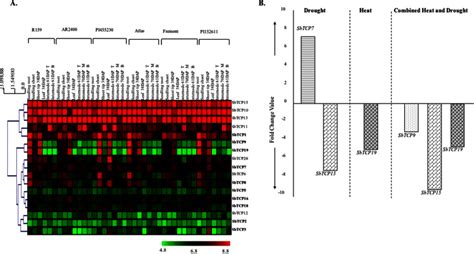 Comparative Phylogenomic Analysis Provides Insights Into TCP Gene