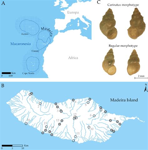 Figure From The Expansion And Establishment Of The New Zealand Mud