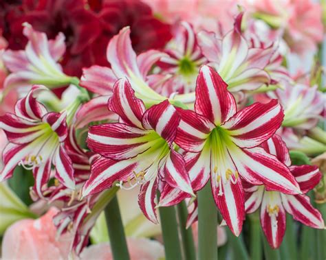 Amaryllis Santiago Bulbs — Buy Hippeastrum Trumpet Group Santiago