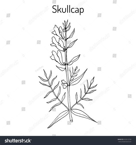 Baikal Skullcap: Over 212 Royalty-Free Licensable Stock Vectors ...