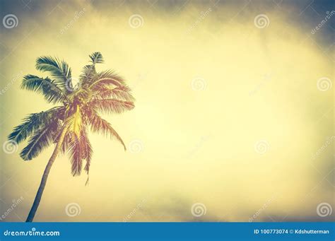 Coconut Palm Tree Under Sunset Sky in the Evening with Copy Space ...