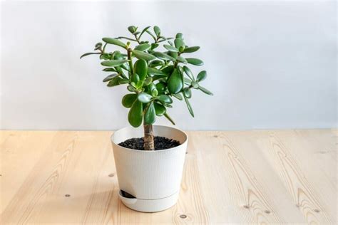 C Mo Propagar Plantas De Jade Consejos Esenciales