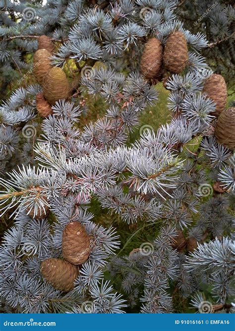 Blue Atlas Cedar Cedrus Atlantica Trees In Their Natural Habitat In