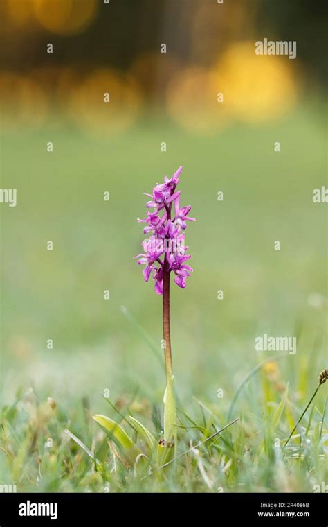 Orchis Mascula Known As Early Purple Orchid Blue Butcher Orchid