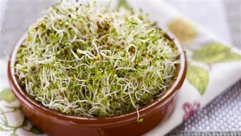 Introducir Imagen Recetas Con Germen De Alfalfa Abzlocal Mx