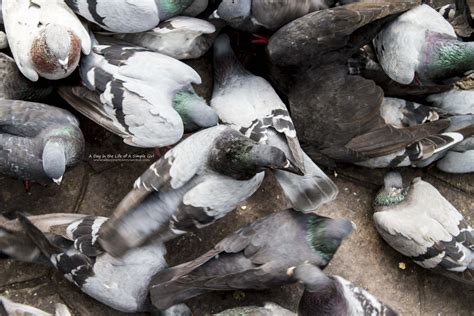 Birds In Bangkok Welcome To Erins World